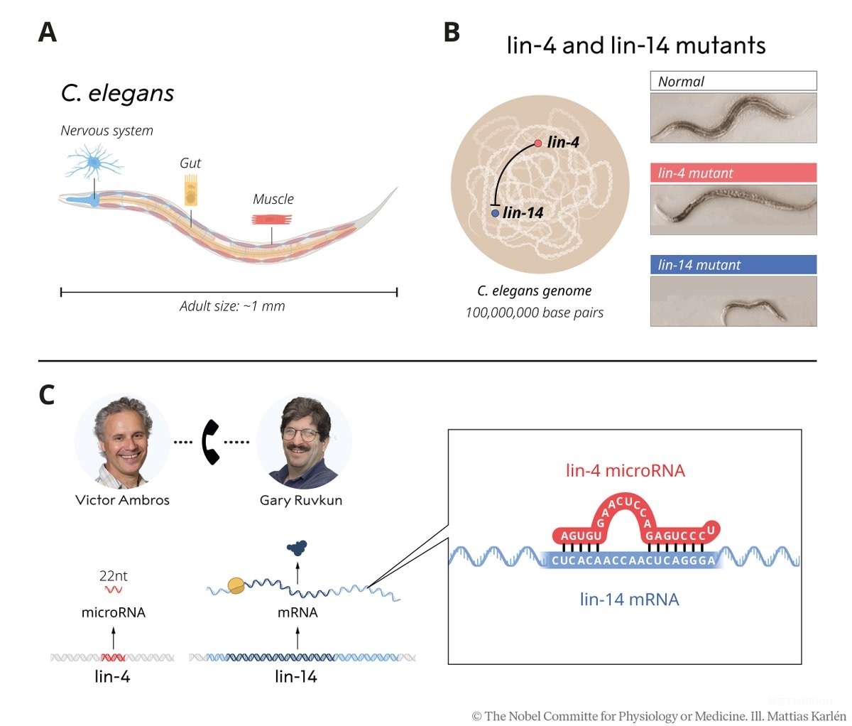小小RNA,大大改变:microRNA基因调控研究斩获2024年诺贝尔生理学或医学奖-肽度TIMEDOO