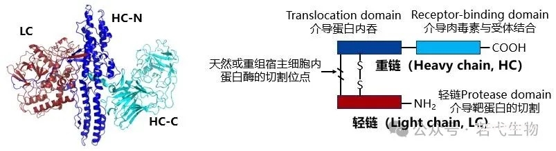 若弋生物获数千万元的Pre-A+轮融资，昆山天使基金投资-肽度TIMEDOO
