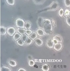 若弋生物获数千万元的Pre-A+轮融资，昆山天使基金投资-肽度TIMEDOO