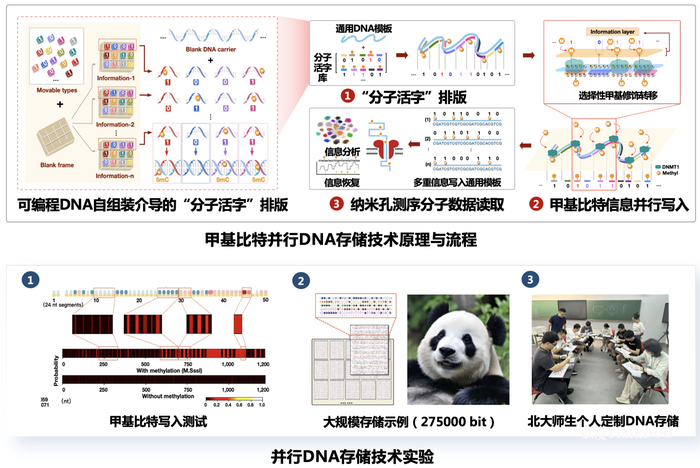 北大团队首次提出基于并行写入策略的DNA存储方法-肽度TIMEDOO