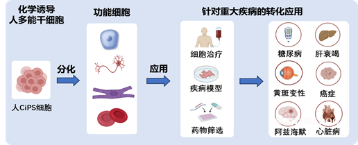 北京大学生命科学学院邓宏魁课题组利用化学重编程技术诱导人体细胞去分化并制备可大规模扩增的人胚胎肢芽样细胞-肽度TIMEDOO