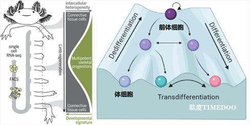 北京大学生命科学学院邓宏魁课题组利用化学重编程技术诱导人体细胞去分化并制备可大规模扩增的人胚胎肢芽样细胞-肽度TIMEDOO