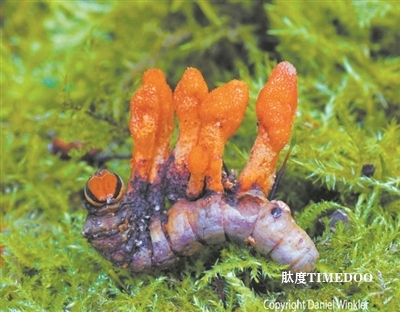 研究表明虫草素能阻断癌细胞生长信号