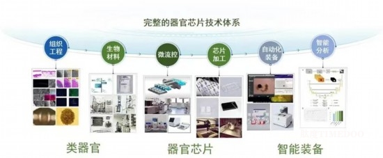 东南大学团队牵头完成中国首个器官芯片国家标准-肽度TIMEDOO