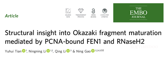 文章图.png 北京大学生命科学学院高宁课题组揭示真核DNA复制中冈崎片段引物去除过程的新分子机制-肽度TIMEDOO