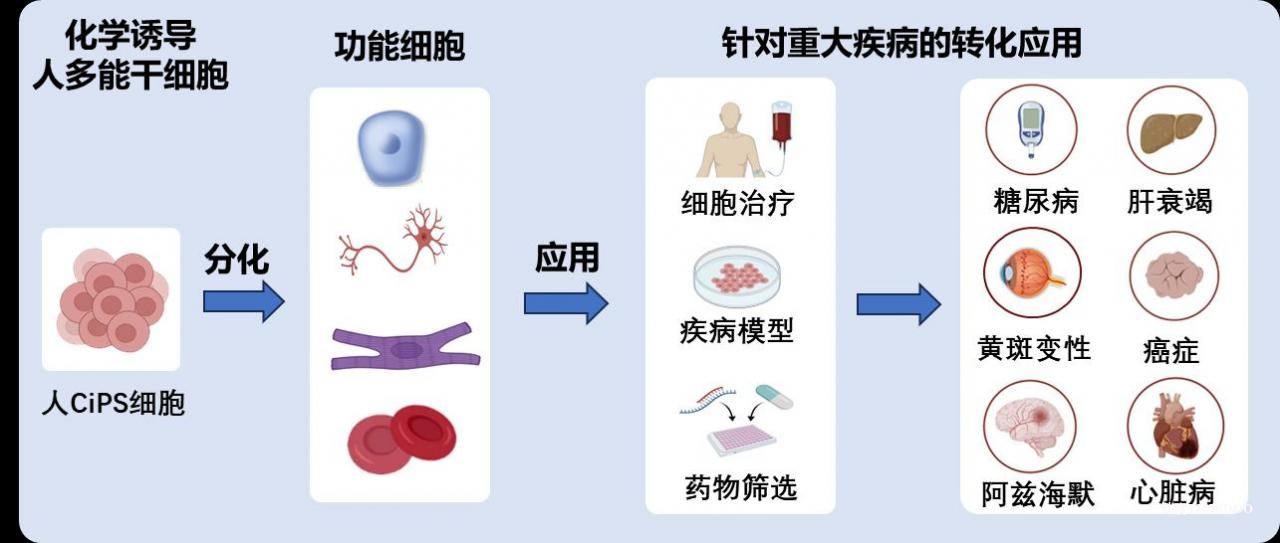 北京大学生命科学学院邓宏魁团队在化学重编程技术上取得新突破，升级快速诱导人多能干细胞技术体系-肽度TIMEDOO