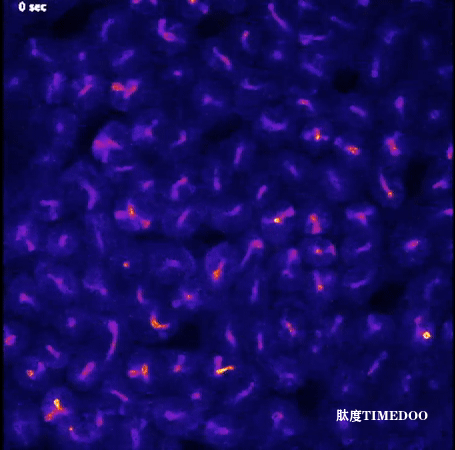 北京大学生命科学学院李毓龙课题组和David Julius等合作揭示肠道5-羟色胺应激响应机制-肽度TIMEDOO