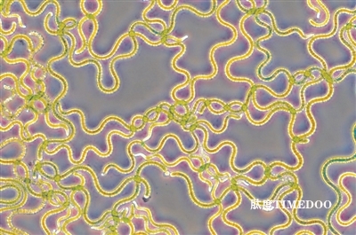 供水供药供氧气 微生物研究在太空舞台绽放异彩