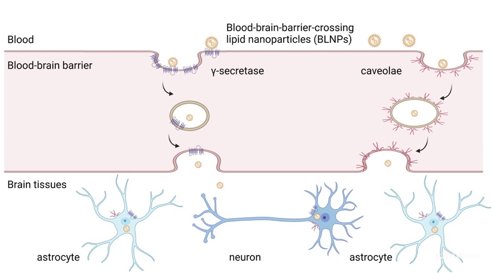 科学家成功开发可突破血脑屏障的脂质纳米粒子系统-肽度TIMEDOO