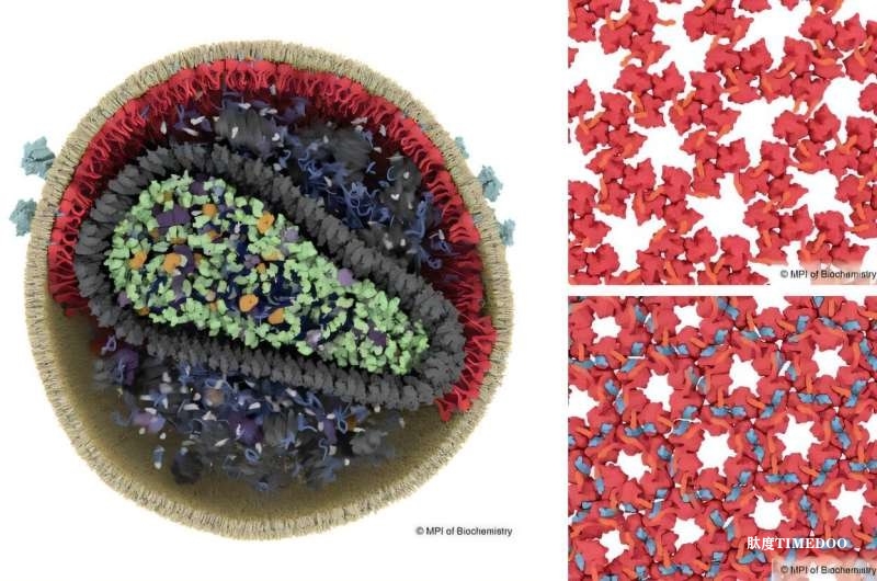 科学家发现了 HIV 中一种神秘成分的功能
