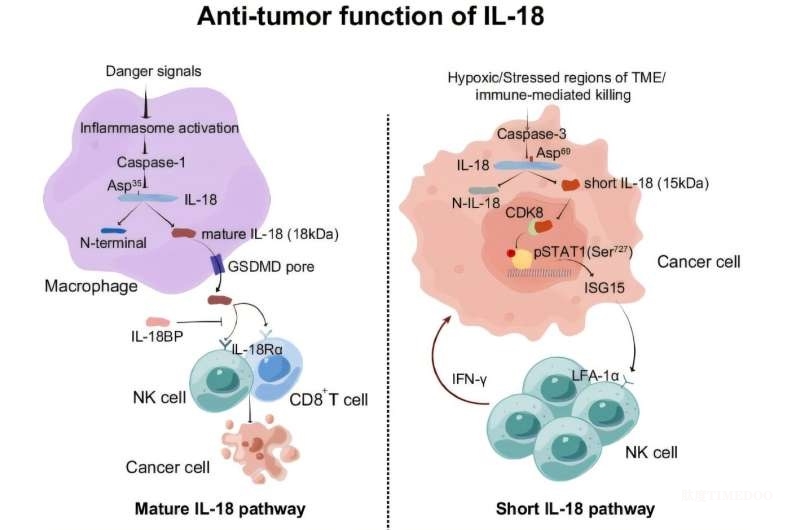 Nature Immunology|中国科学家揭示短型IL-18通过激活自然杀伤细胞抑制肿瘤生长，为癌症免疫疗法提供新机遇