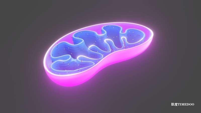 Science|线粒体功能异常可能是2型糖尿病的根本原因