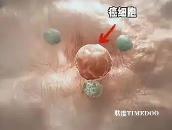 “分子开关”能让细胞由癌变恢复正常