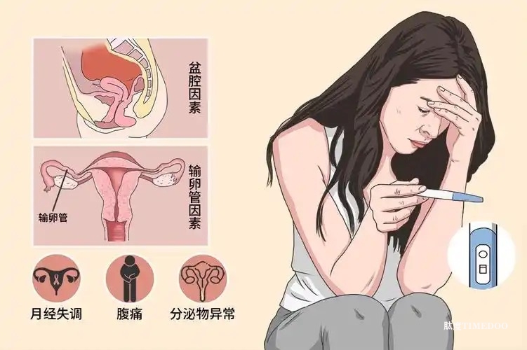 药物增肌可能导致女性不孕：新研究发现肌肉与大脑的联系