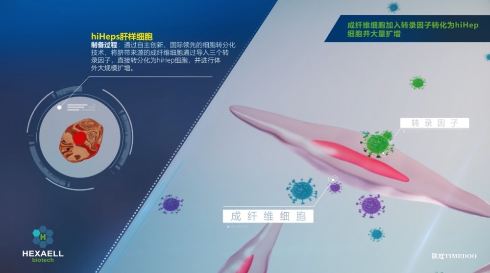微知卓生物完成2亿元B+轮融资，加速肝病治疗领域创新突破-肽度TIMEDOO