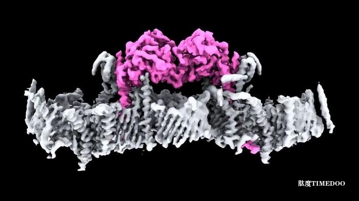 科学家在抗帕金森病研究中取得重大突破，揭示PINK1蛋白质结构