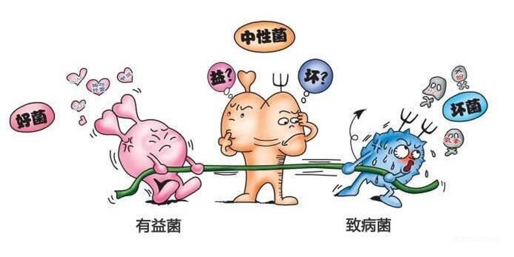 海南大学研究团队破解益生菌肠道“定居”新机制