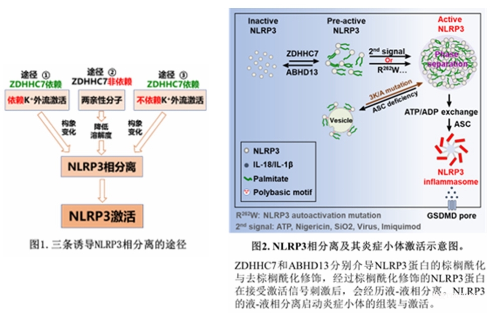 北京大学生命科学学院蒋争凡课题组发现相分离启动NLRP3的激活-肽度TIMEDOO