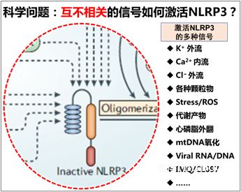 北京大学生命科学学院蒋争凡课题组发现相分离启动NLRP3的激活