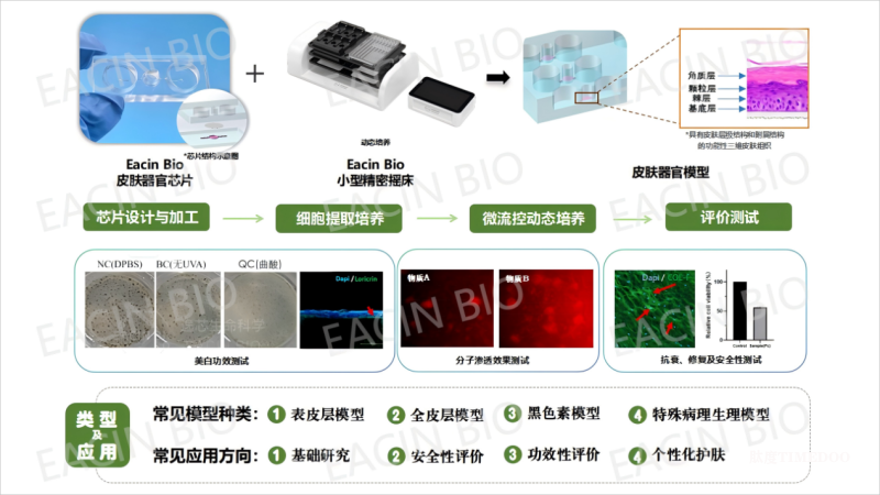 FDA新政淘汰动物实验 AI+器官芯片将引新药研发模式变革-肽度TIMEDOO