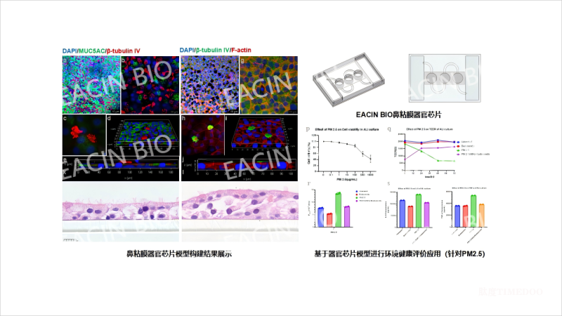 FDA新政淘汰动物实验 AI+器官芯片将引新药研发模式变革-肽度TIMEDOO