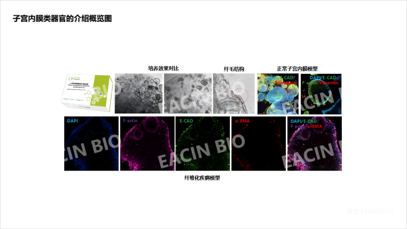 FDA新政淘汰动物实验 AI+器官芯片将引新药研发模式变革-肽度TIMEDOO