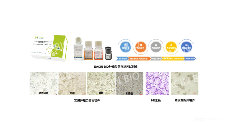 FDA新政淘汰动物实验 AI+器官芯片将引新药研发模式变革-肽度TIMEDOO