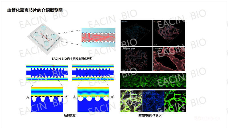 FDA新政淘汰动物实验 AI+器官芯片将引新药研发模式变革-肽度TIMEDOO