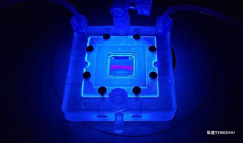 卡内基梅隆大学开发全生物胶原组织模型，有望用于治疗1型糖尿病