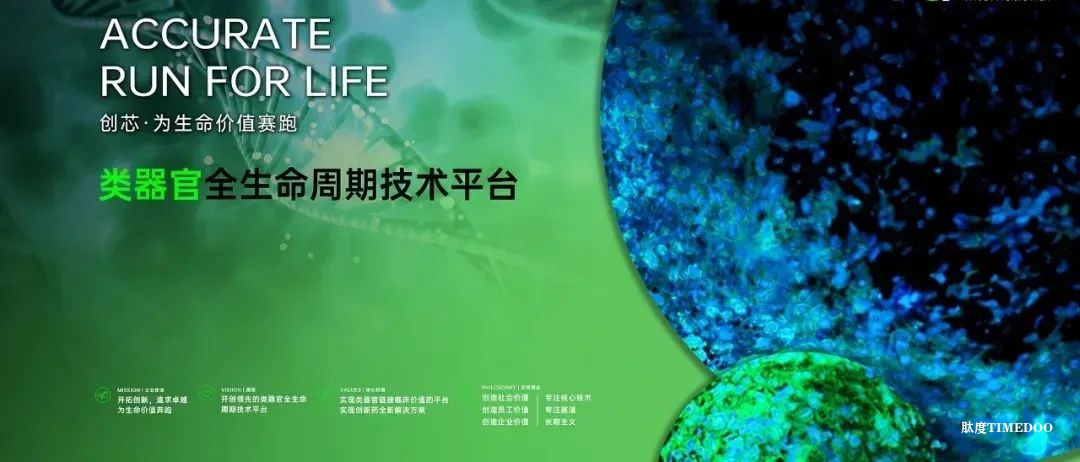创芯国际获亿元B轮融资，重构类器官技术生态，引领全球生物产业变革-肽度TIMEDOO
