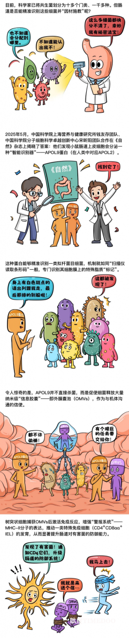 科学家揭示宿主识别肠道菌群调控免疫新机制-肽度TIMEDOO