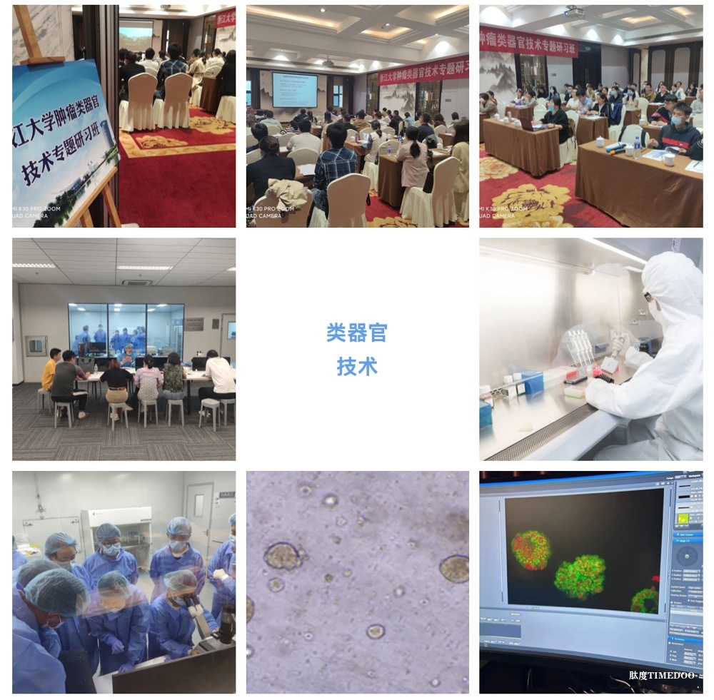浙江大学培训班|2025年6月19日-22日类器官药物筛选及全景3D成像技术应用研习班-肽度TIMEDOO