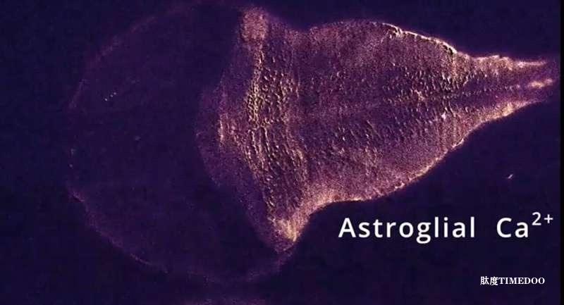科学家发现：星形胶质细胞是“劝退”大脑行为的关键角色