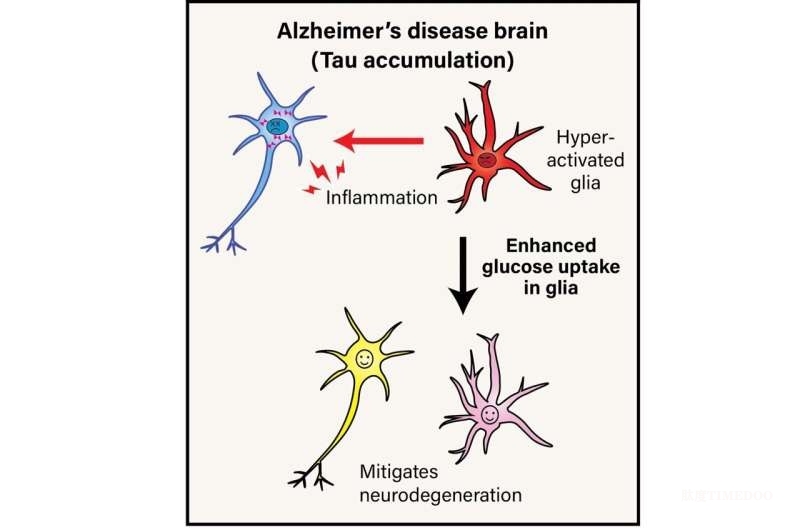 科学家通过帮助神经胶质细胞处理葡萄糖来对抗阿尔茨海默病