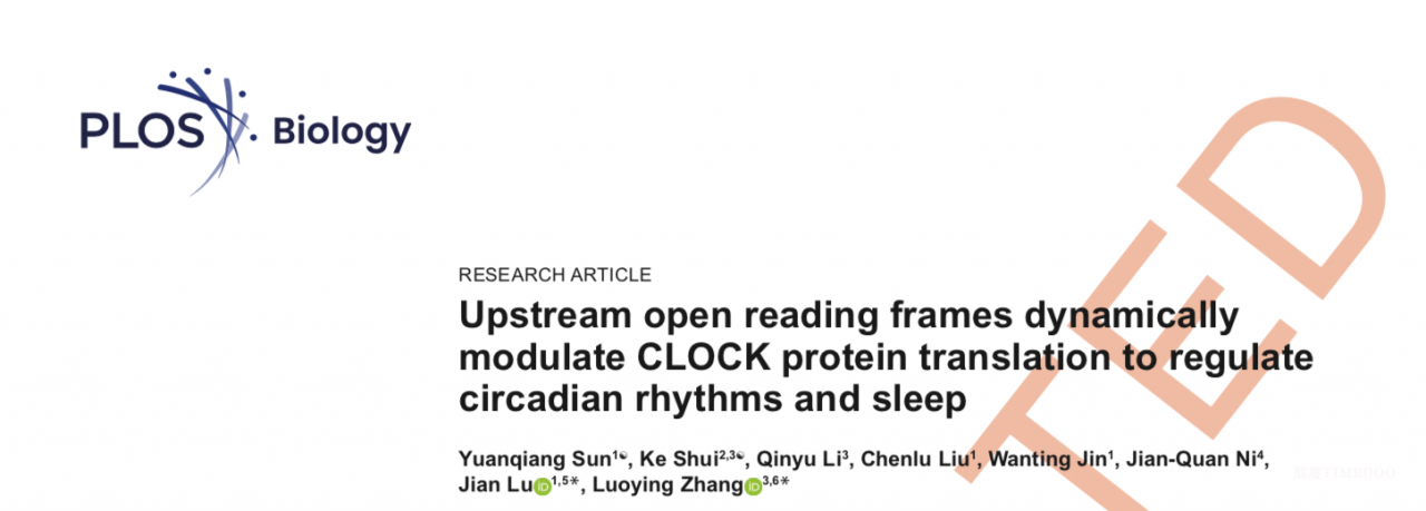 image1.png 北京大学生命科学学院陆剑课题组与合作者共同揭示uORFs通过精细调节CLOCK蛋白的翻译参与果蝇昼夜节律及睡眠行为的调控机制-肽度TIMEDOO