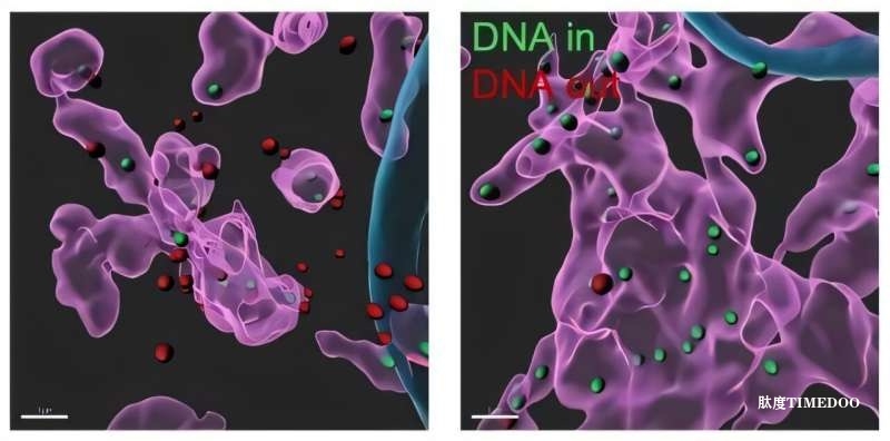 研究发现：mRNA和线粒体DNA“错位”，或为阿尔茨海默病与额颞叶痴呆共同发病机制