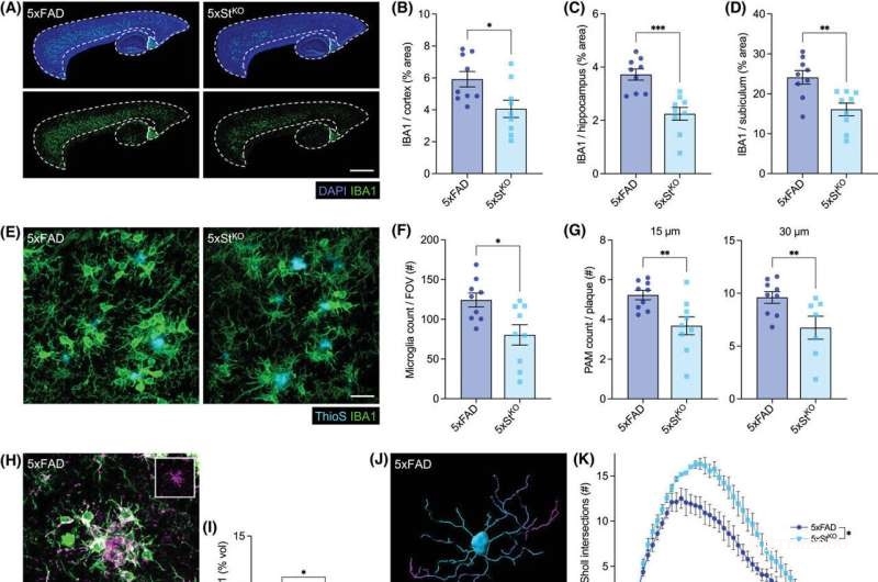 阿尔茨海默病研究新突破：STING分子或成阻止认知衰退的关键靶点