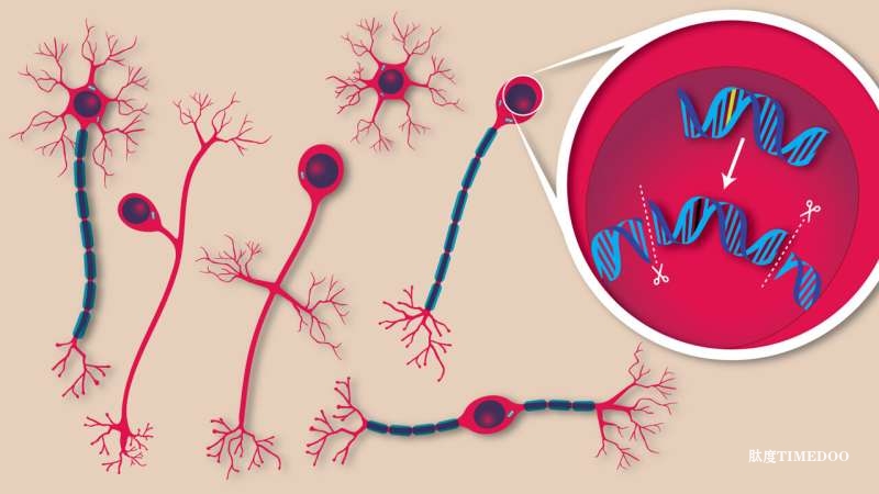 科学家首次实现单次注射修复小鼠大脑基因突变，为罕见神经疾病治疗带来新希望