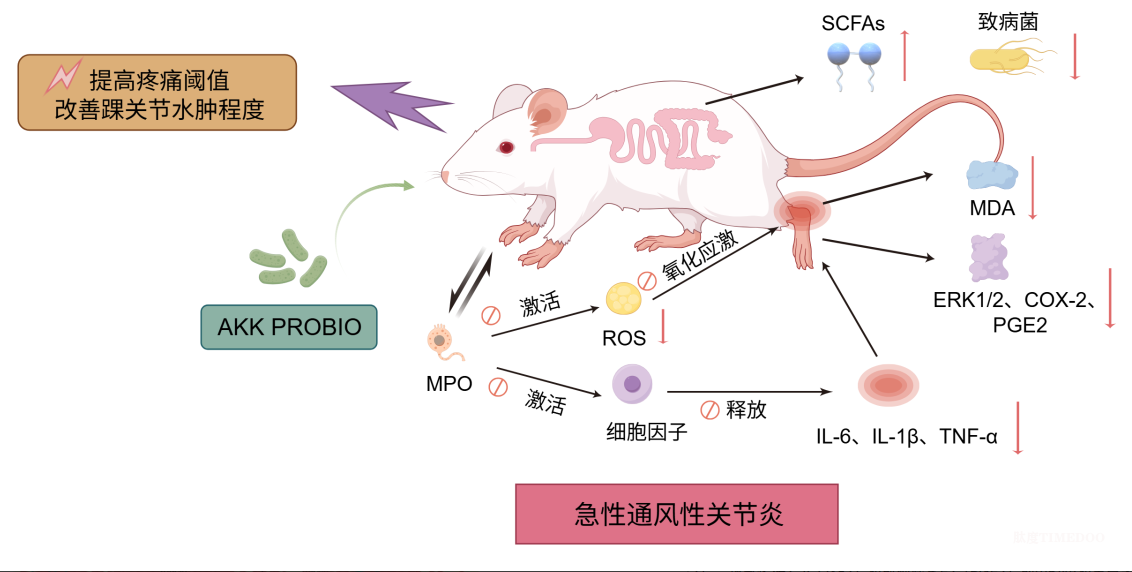 Food Sci Nutr 新发现：善恩康AKK PROBIO菌首入痛风预防，抗炎止痛显实效