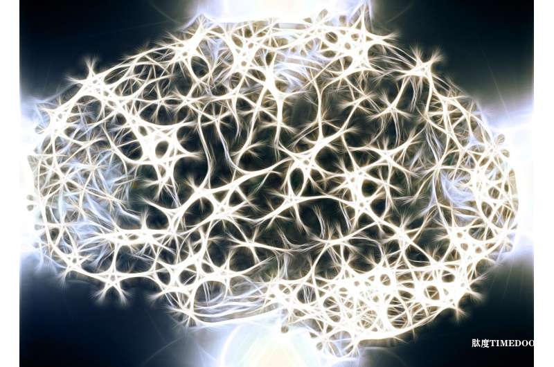 科学家发现脑细胞“成熟刹车”，为多发性硬化症修复开辟新途径