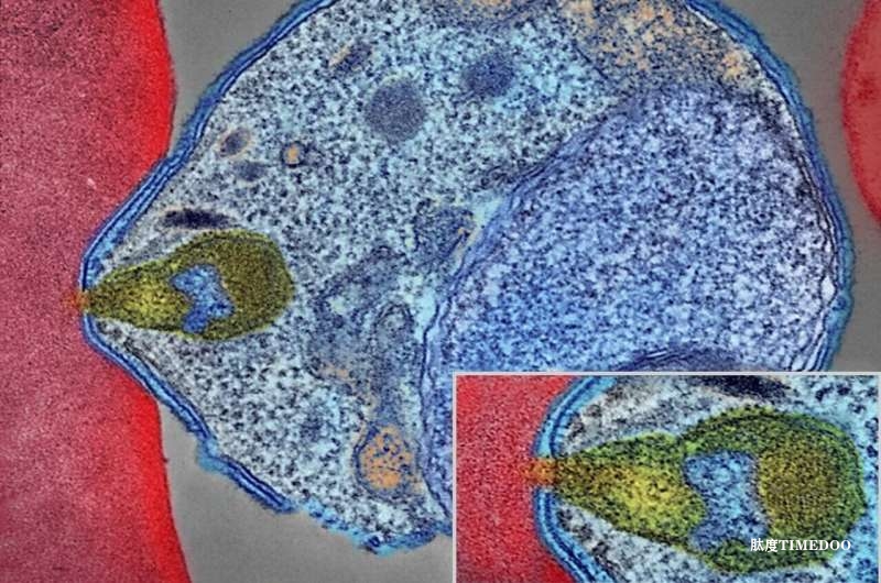 科学家首次直接解码儿童血液中的天然抗疟抗体，为疫苗研发提供新思路