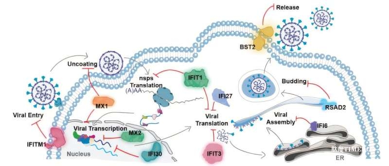 科学家从罕见免疫缺陷中发现“抗病毒超能力”，或为下一场大流行提供武器