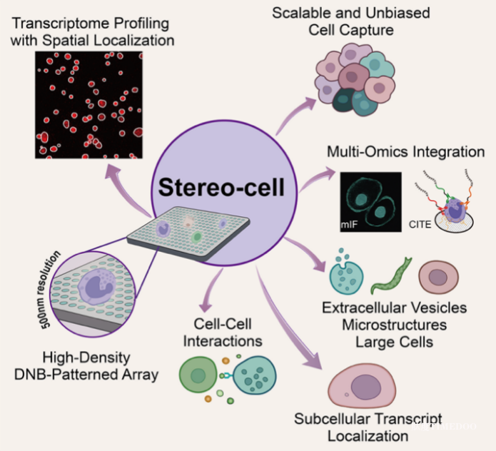 Science重磅!Stereo-cell技术发布,开启百亿细胞大数据时代-肽度TIMEDOO