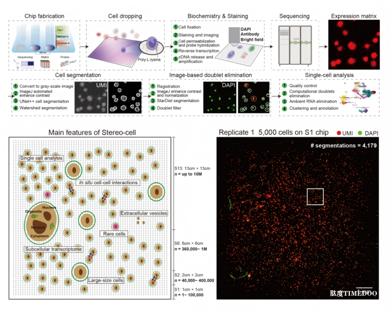 Science重磅!Stereo-cell技术发布,开启百亿细胞大数据时代-肽度TIMEDOO