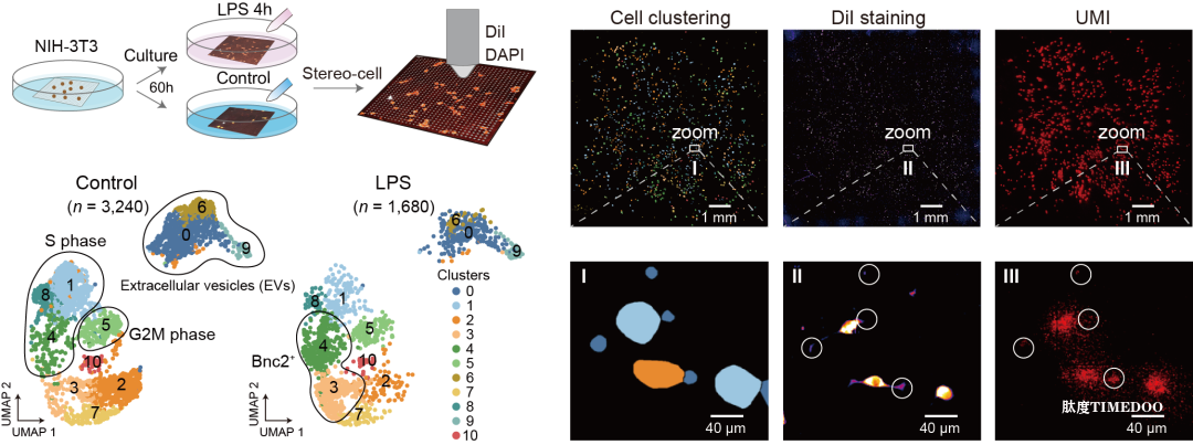 Science重磅!Stereo-cell技术发布,开启百亿细胞大数据时代-肽度TIMEDOO