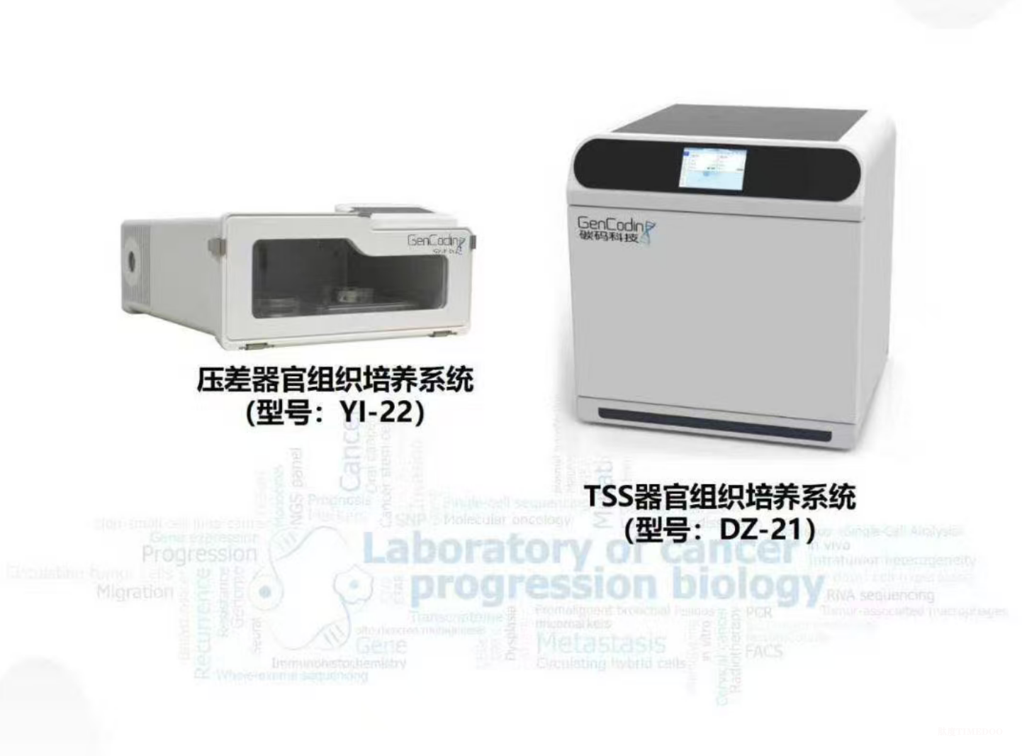 碳码科技实现肿瘤组织体外长期存活，破局器官芯片研发瓶颈