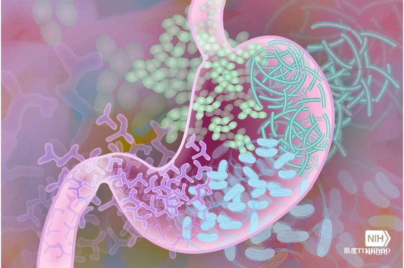 合成生物学结合免疫治疗，科学家开发新型“活体药物”对抗结直肠癌