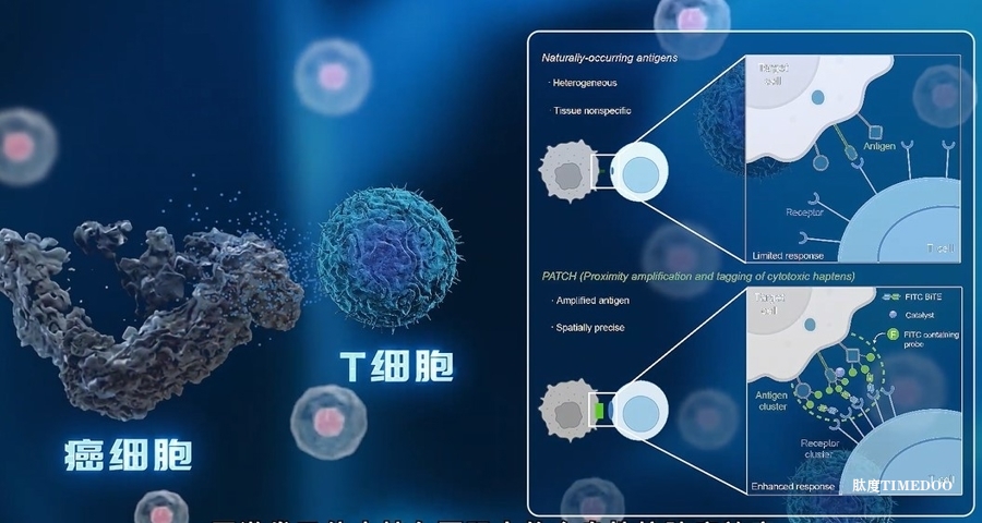 未来用光照一照，精准打击癌细胞！上海发明新技术登上《自然》