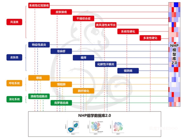 全球领先：禾开生物推出自免及过敏灵长类动物模型矩阵HKEY-NHP-MATRIX2.0平台，完善新药临床转化关键环节