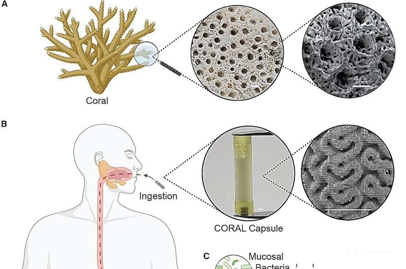 珊瑚启发新突破：可吞服胶囊助力揭开小肠微生物奥秘